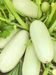 Насіння кабачка Грибовський 37 GL Seeds 15г - изображение 2