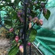 Семена Перец острый Pimenta Lisa, Capsicum chinense 5 шт/уп - изображение 2