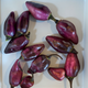 Семена Перец острый Pimenta Lisa, Capsicum chinense 5 шт/уп - изображение 6