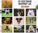 Набор постеров "Песики. Dogs" 10 шт, формат А4 - изображение 1