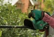 Кусторез аккумуляторный EasyHedgeCut 18V-52-13 18В лезвие 52см шаг реза 15мм 3.28кг без АКБ и ЗП Bosch (2000003263844) - изображение 6