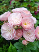 Троянда мускусна Bouquet Parfait - изображение 1
