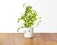 Wkład zamienny Click&Grow Oregano 3 szt (4742793007489) - obraz 2