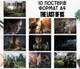 Набор постеров "The Last of Us" 10 шт, формат А4 - изображение 1