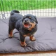 Отряд для собак и щенков Ferplast Dog Training можно использовать как перегородку - изображение 5