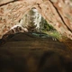 Тент Highlander Basha Shelter HMTC MA100-HC (929794) - зображення 3