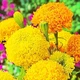 Насіння квітів Чорнобривці Фантастік суміш 0,5г - изображение 2