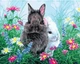 Картина по номерам Двое кроликов 40х50 см Rainbow Art GX36237 - изображение 1