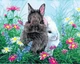 Картина по номерам Двое кроликов 40х50 см Rainbow Art GX36237 - изображение 9