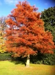 Метасеквойя семена 0,2 гр. (около 50 шт) (Metasequoia glyptostroboides) китайская глиптостробоидная - изображение 3