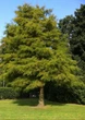 Метасеквойя семена 0,2 гр. (около 50 шт) (Metasequoia glyptostroboides) китайская глиптостробоидная - изображение 4