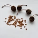 Метасеквойя семена 0,2 гр. (около 50 шт) (Metasequoia glyptostroboides) китайская глиптостробоидная - изображение 7