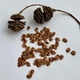 Метасеквойя семена 0,2 гр. (около 50 шт) (Metasequoia glyptostroboides) китайская глиптостробоидная - изображение 10