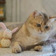 Игрушка для котов GiGwi Catnip Спресованная кошачья мята с пером, перо, кошачья мята, 8 см (75334) - изображение 6