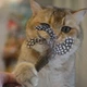 Игрушка для котов GiGwi Catnip Спресованная кошачья мята с пером, перо, кошачья мята, 8 см (75334) - изображение 5