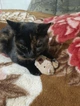 Іграшка для котів GiGwi speedy Catch Інтерактивна мишка, штучне хутро, 9 см (75240) - зображення 5