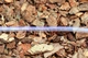 Шланг пвх харчовий Presto-PS Сrystal Tube діаметр 14 мм, довжина 50 м (PVH 14 PS) - зображення 8