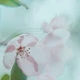 Фотофон виниловый водонепроницаемый для предметной съемки 90х90см "Цветок в тумане 54" - изображение 1