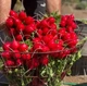 Редис Аутелла F1 Hazera 2 г - зображення 2