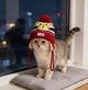 Шапка для кошек и собак "MIDI" Size XL - изображение 6