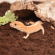 HABISTAT COIR SUBSTRATE 5 LITRES (R4100050) субстрат для тераріума - изображение 3