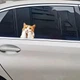 Декоративная 2D наклейка Рыжий кот для автомобиля, мотоцикла, ноутбука, техники 1 шт. 14.8х14 см. Оранжевый с белым - изображение 3