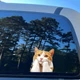 Декоративная 2D наклейка Рыжий кот для автомобиля, мотоцикла, ноутбука, техники 1 шт. 14.8х14 см. Оранжевый с белым - изображение 4