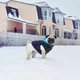 Курточка для животных Airy Vest двусторонняя M 50 чёрно-голубая (1632) Airy Vest 1632 919898 - изображение 2