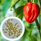 Перец острый "Хабанеро" красный семена 0,25 гр. (прибл 50 шт) Habanero red до 350 000 SHU - изображение 2