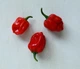 Перец острый "Хабанеро" красный семена 0,25 гр. (прибл 50 шт) Habanero red до 350 000 SHU - изображение 5