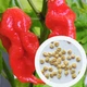 Перец острый Bhut Jolokia red семена (5 шт) Бхут Джолокия красный суперхот до 1 000 000 SHU - изображение 1