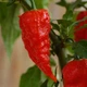 Перец острый Bhut Jolokia red семена (5 шт) Бхут Джолокия красный суперхот до 1 000 000 SHU - изображение 2