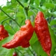 Перец острый Bhut Jolokia red семена (5 шт) Бхут Джолокия красный суперхот до 1 000 000 SHU - изображение 3