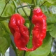 Перец острый Bhut Jolokia red семена (5 шт) Бхут Джолокия красный суперхот до 1 000 000 SHU - изображение 4