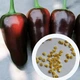 Перец острый Jalapeno Moroccan семена (5 шт) черный Халапеньйо марокканский до 8 000 SHU - изображение 1