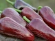 Перец острый Jalapeno Moroccan семена (5 шт) черный Халапеньйо марокканский до 8 000 SHU - изображение 2