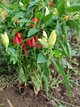Перец острый Tabasco семена (5 шт) красный Табаско чили суперхот до 50 000 SHU - изображение 4
