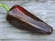 Перец острый Jalapeno Moroccan семена (5 шт) черный Халапеньйо марокканский до 8 000 SHU - изображение 4