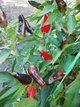 Перец острый Pepperoncini italy семена (5 шт) красный Пепперончини до 500 SHU - изображение 3