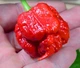 Перец острый Carolina Reaper Red семена (5 шт) красный Каролина Рипер каролинский жнец чили суперхот до 2 200 000 SHU - изображение 4