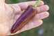 Перец острый Jalapeno Chocolate семена (5 шт) коричневый Халапеньйо шоколадный до 8 000 SHU - изображение 4