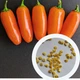 Перец острый Jalapeno Orange семена (5 шт) оранжевый Халапеньйо до 8 000 SHU - изображение 1