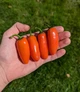 Перец острый Jalapeno Orange семена (5 шт) оранжевый Халапеньйо до 8 000 SHU - изображение 2