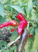 Перец острый Pepperoncini italy семена (5 шт) красный Пепперончини до 500 SHU - изображение 7