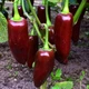 Перец острый Jalapeno Chocolate семена (5 шт) коричневый Халапеньйо шоколадный до 8 000 SHU - изображение 7