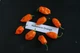 Перец острый Habanero Orange семена (5 шт) оранжевый Хабанеро чили суперхот до 350 000 SHU - изображение 9