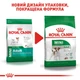 Сухий корм для собак Royal Canin Mini Adult дрібних порід старше 10 місяців 8 кг - зображення 4