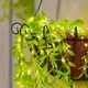 Декоративная светодиодная гирлянда «Зелёная ива» 10 м с 100 LED, тёплый белый свет, питание от USB - изображение 3