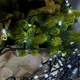 Світлодіодна гірлянда-нитка чорний дріт 200 LED Xmas рубін 15 м 8 режимів білий - изображение 3