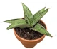 Сансевієрія Сноуфлейк (Sansevieria Snowflake), 6 см горщик, висота 5 см - зображення 1
